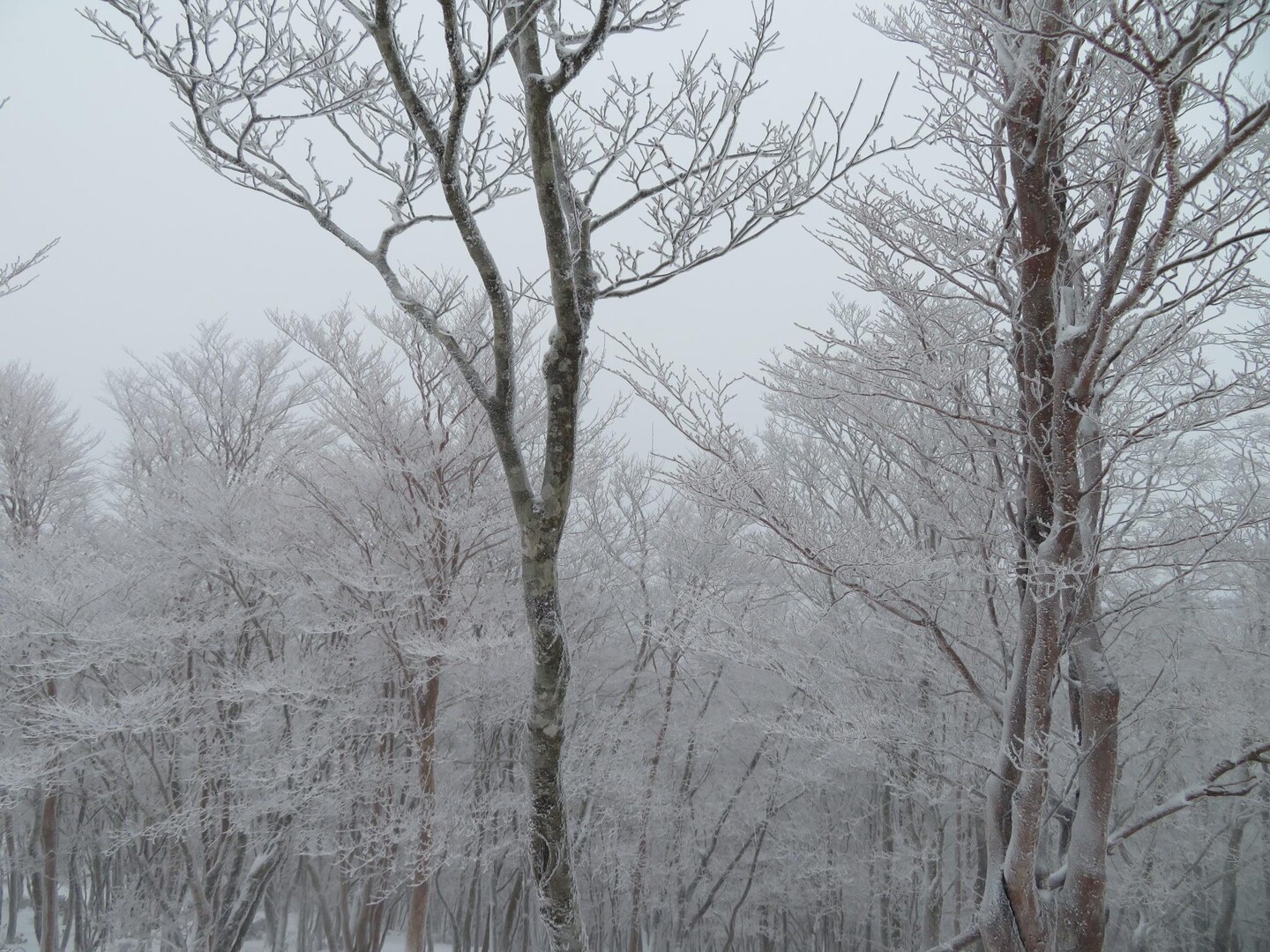 三峰山雪景色 / さなりんさんの三峰山・学能堂山・栗ノ木岳の活動データ | YAMAP / ヤマップ