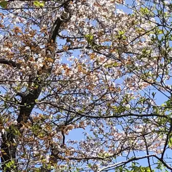 山桜はもう終盤
花びらが登山道に落ちていました