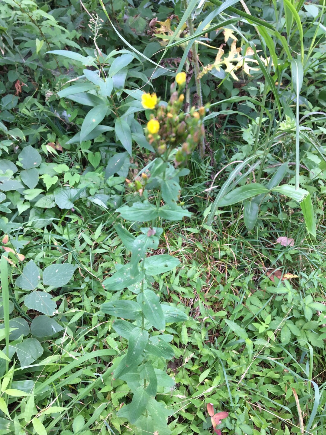 八森自然公園 初めての植物観察会part1 八森自然公園の写真28枚目 オトギリソウ 漢字だと 弟切草 葉の裏 Yamap ヤマップ