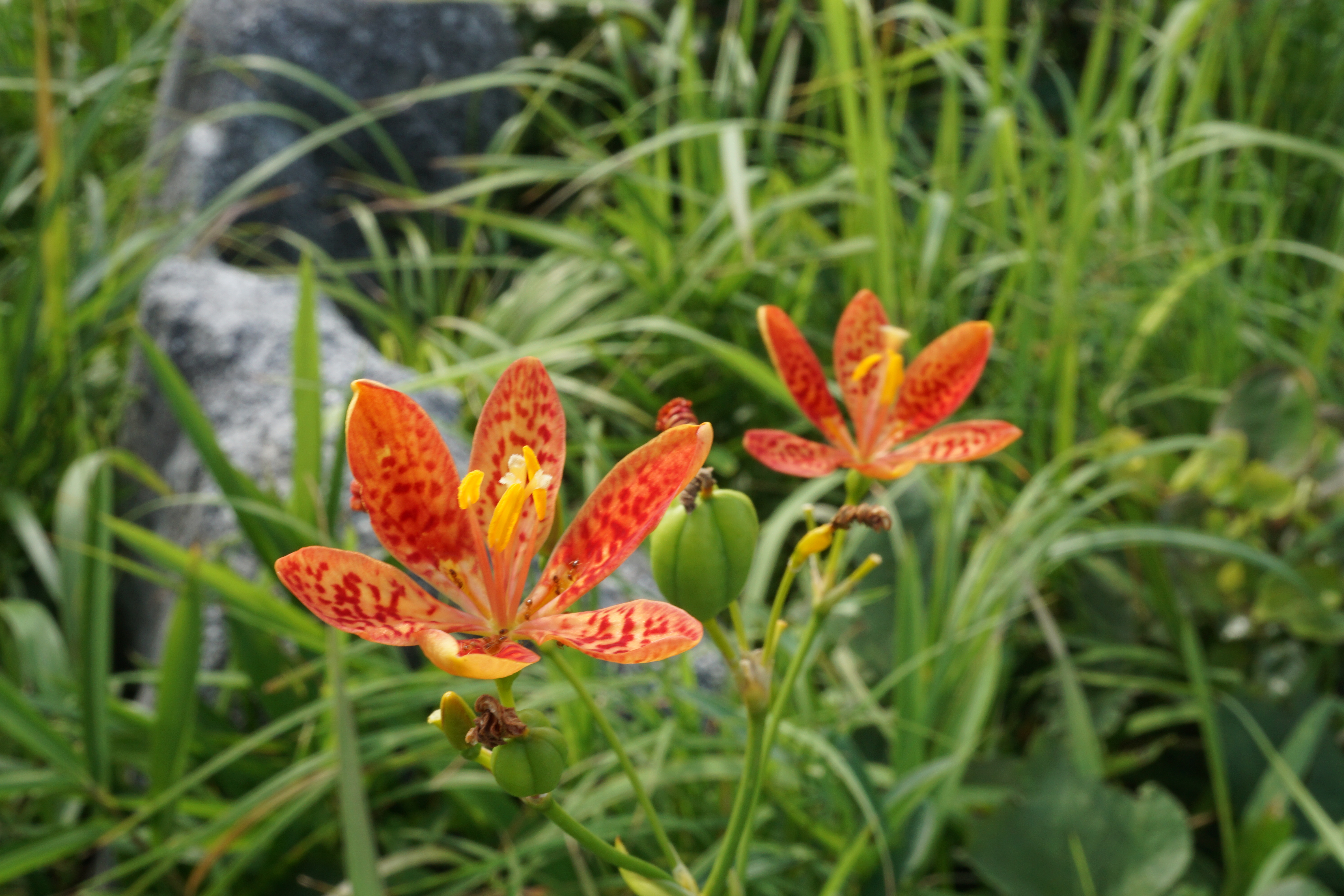 夏だね 平尾台 07 19 Gyuさんの平尾台 貫山 水晶山の活動日記 Yamap ヤマップ