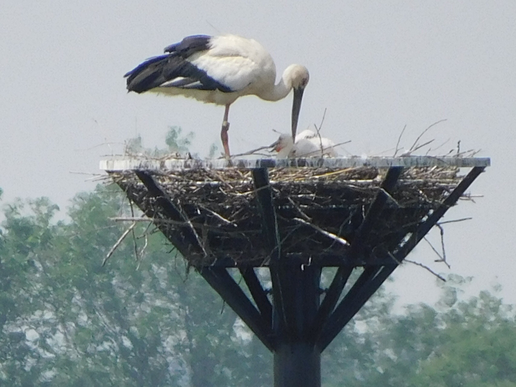 コウノトリ2羽誕生 巣立ち 渡良瀬遊水地 ジョビ子 さんの古河市の活動データ Yamap ヤマップ