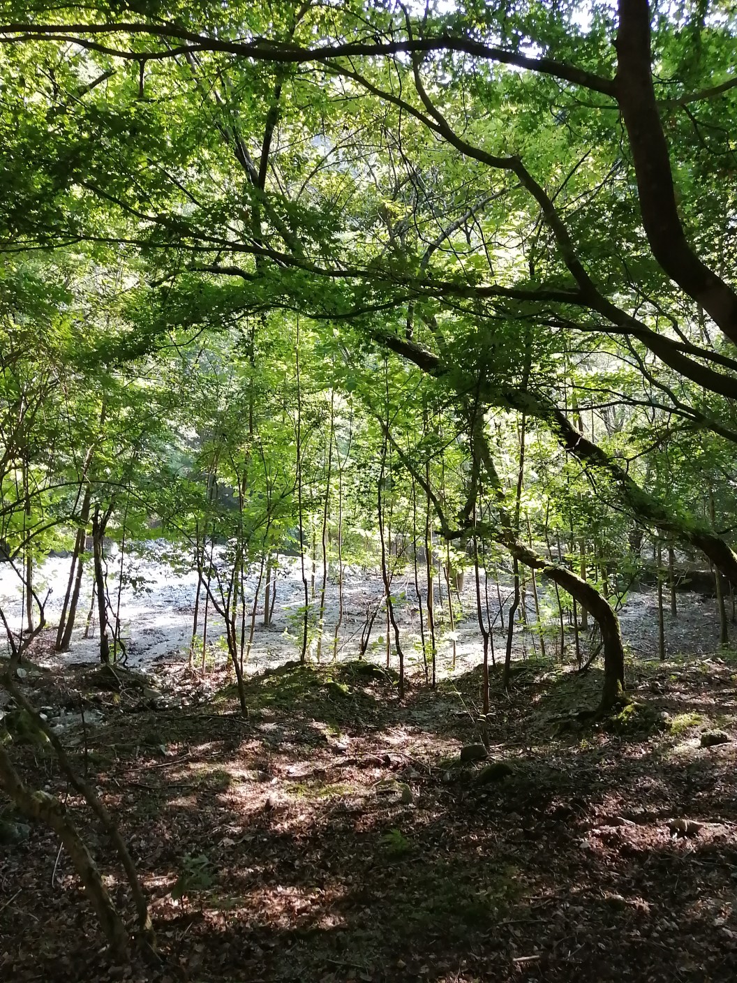畦ヶ丸 西丹沢 畦ケ丸 モロクボ沢ノ頭 加入道山 大室山 犬越路避難小屋 西丹沢 Tomatoさんの大室山 丹沢 畦ヶ丸山 菰釣山の活動データ Yamap ヤマップ