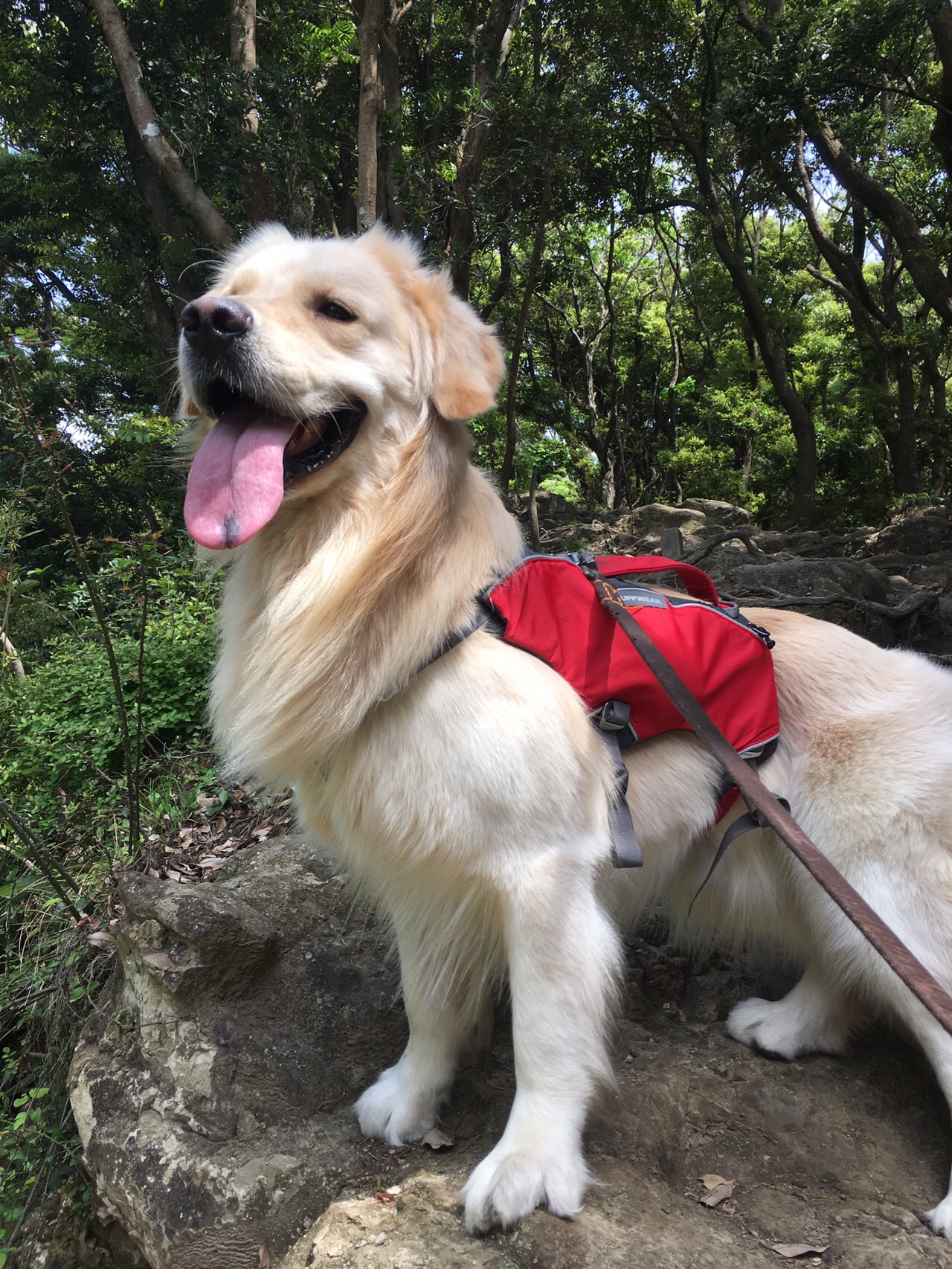 犬とフェリーに乗って鋸山 ムギちゃんさんの鋸山 千葉県 の活動データ Yamap ヤマップ
