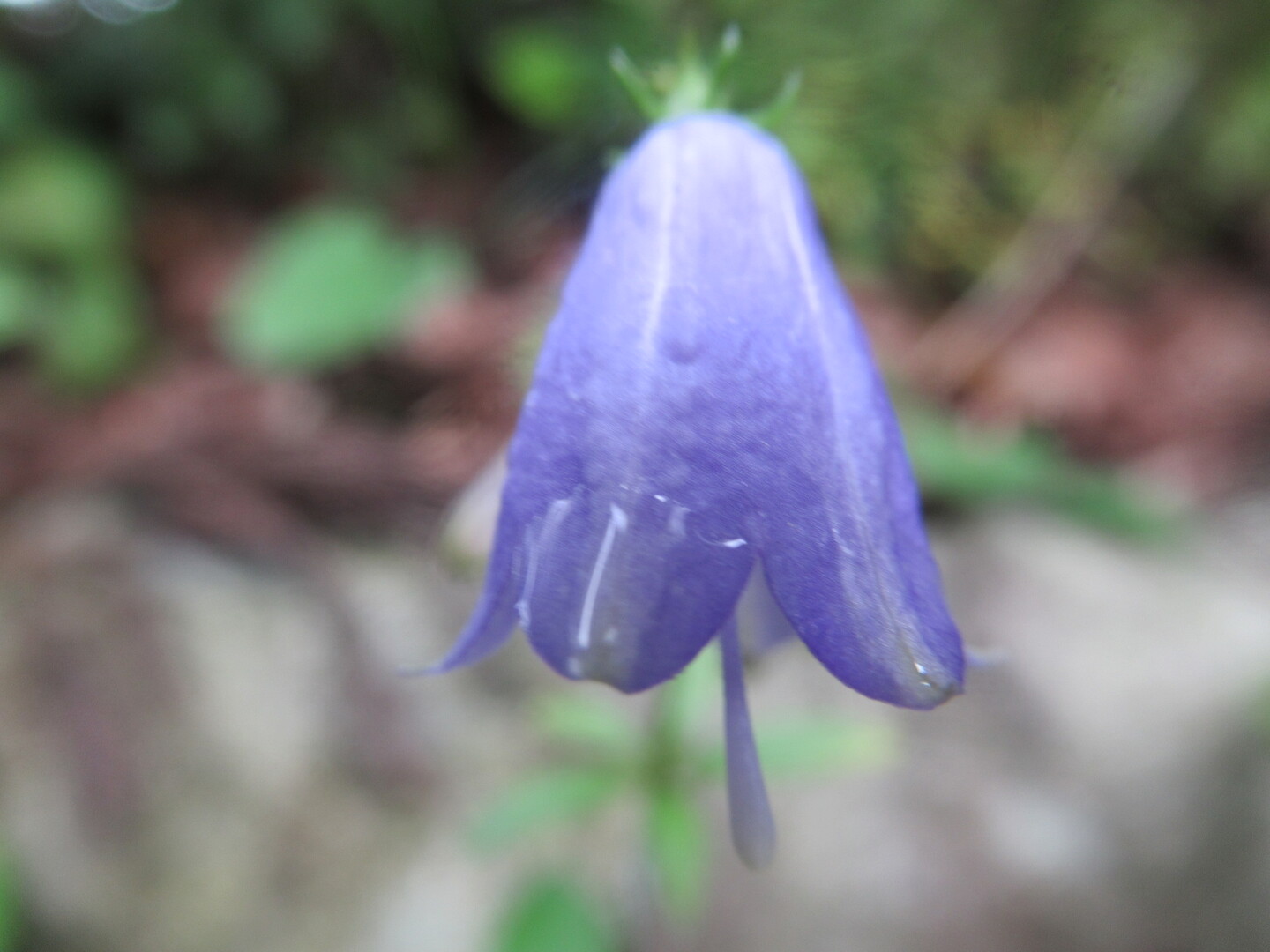 森の妖精 レンゲショウマ 3 厚木荻野運動公園野草園 厚木市の写真44枚目 ツリガネニンジン キキョウ科 Yamap ヤマップ