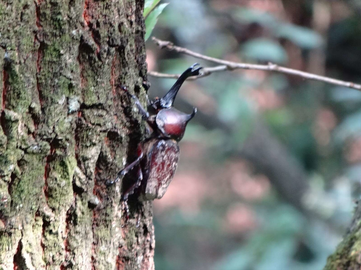 ムシップ２ 珍 赤ヒラタ クワカブゴキ 荒津山さんの油山 荒平山 片縄山の活動データ Yamap ヤマップ