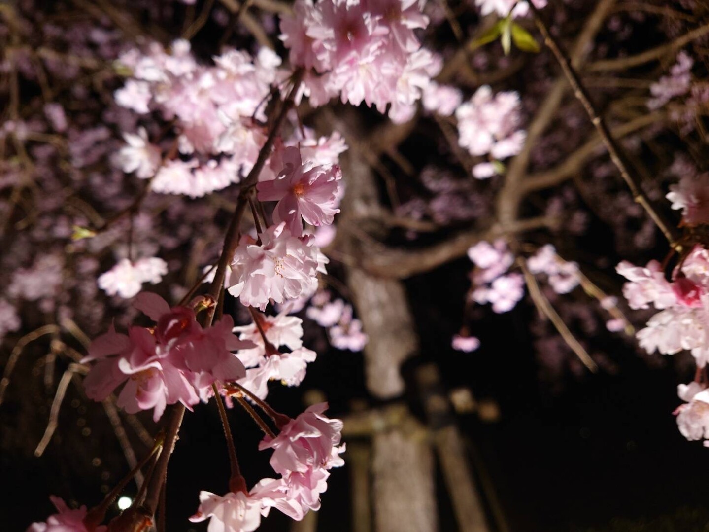 夜桜に香る 強者どもが夢の跡 丹沢主稜主脈縦走 如水さんの丹沢山の活動データ Yamap ヤマップ