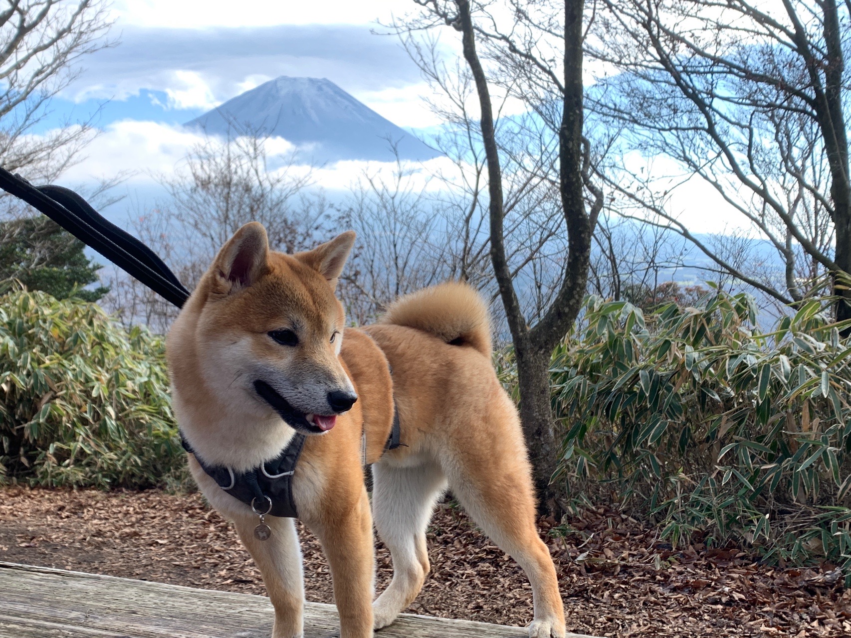 竜ヶ岳 テント石田さんの毛無山 雨ヶ岳 竜ヶ岳の活動データ Yamap ヤマップ