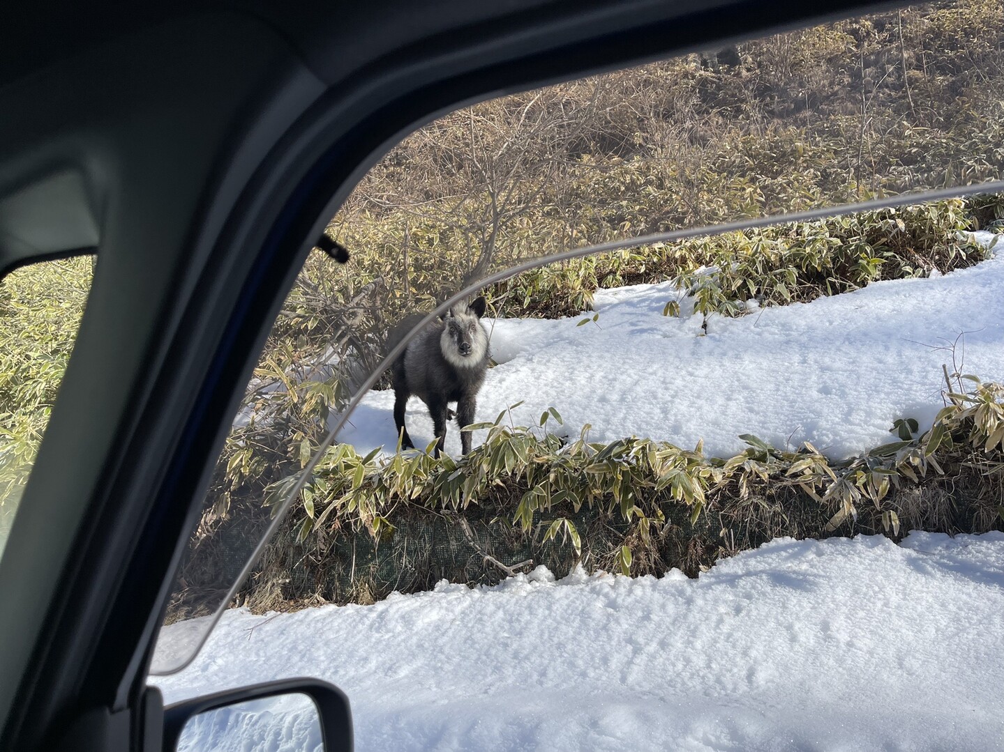 長野県道480号松原湖高原線、路肩にトナ... / ごっちゃん＠月曜は休肝日さんのモーメント YAMAP / ヤマップ