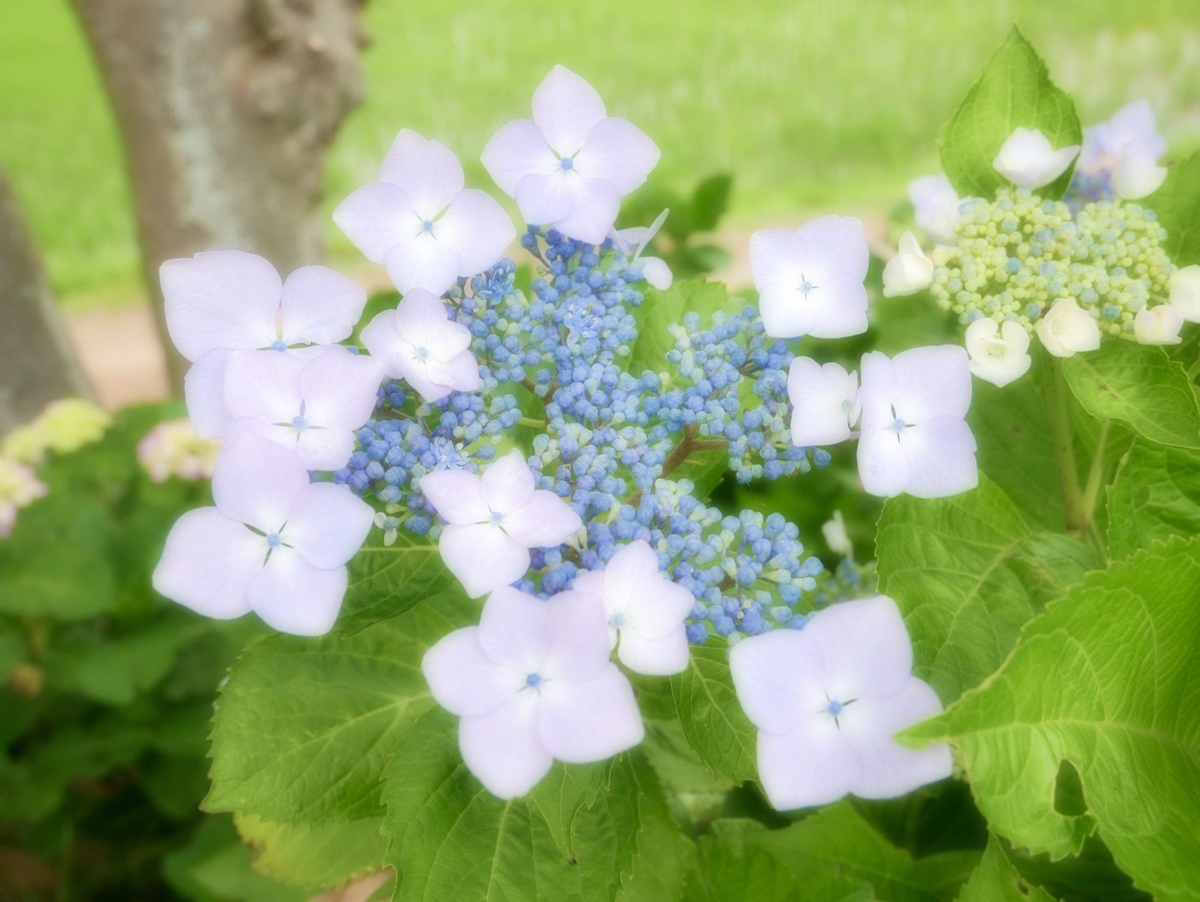 青空の欠片 紫陽花ブルー を求めて二本松寺散策 三人息子のママさんの潮来市の活動日記 Yamap ヤマップ