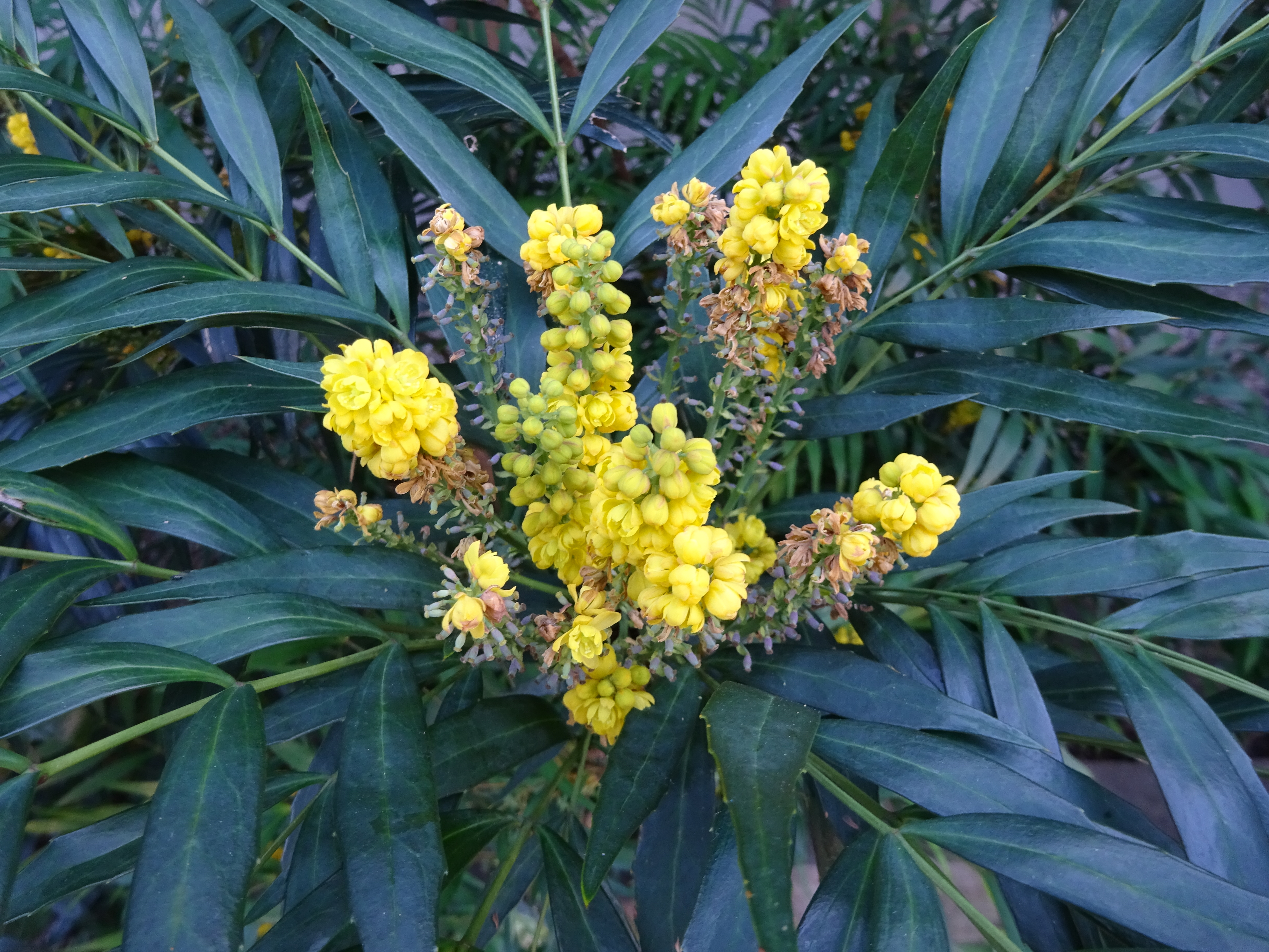 秋の枡形山 モミジの里から初山へ ずおずおむさんの北多摩の活動日記 Yamap ヤマップ