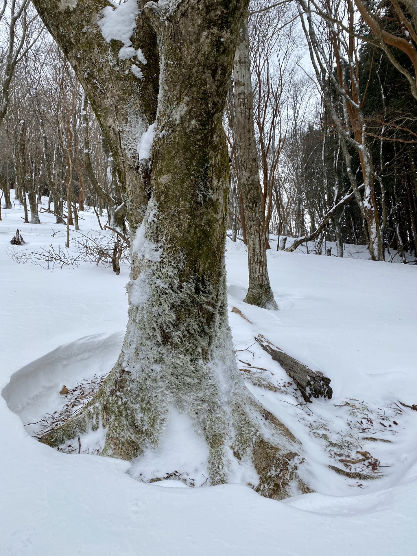 霧氷まつり三峰山へ かぅちゃんさんの三峰山 学能堂山 栗ノ木岳の活動データ Yamap ヤマップ