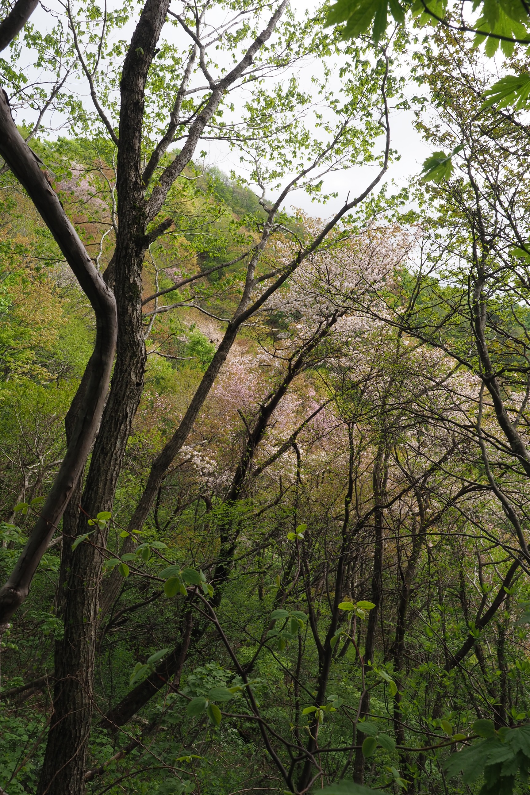 木六山・銀次郎山 まだ桜が