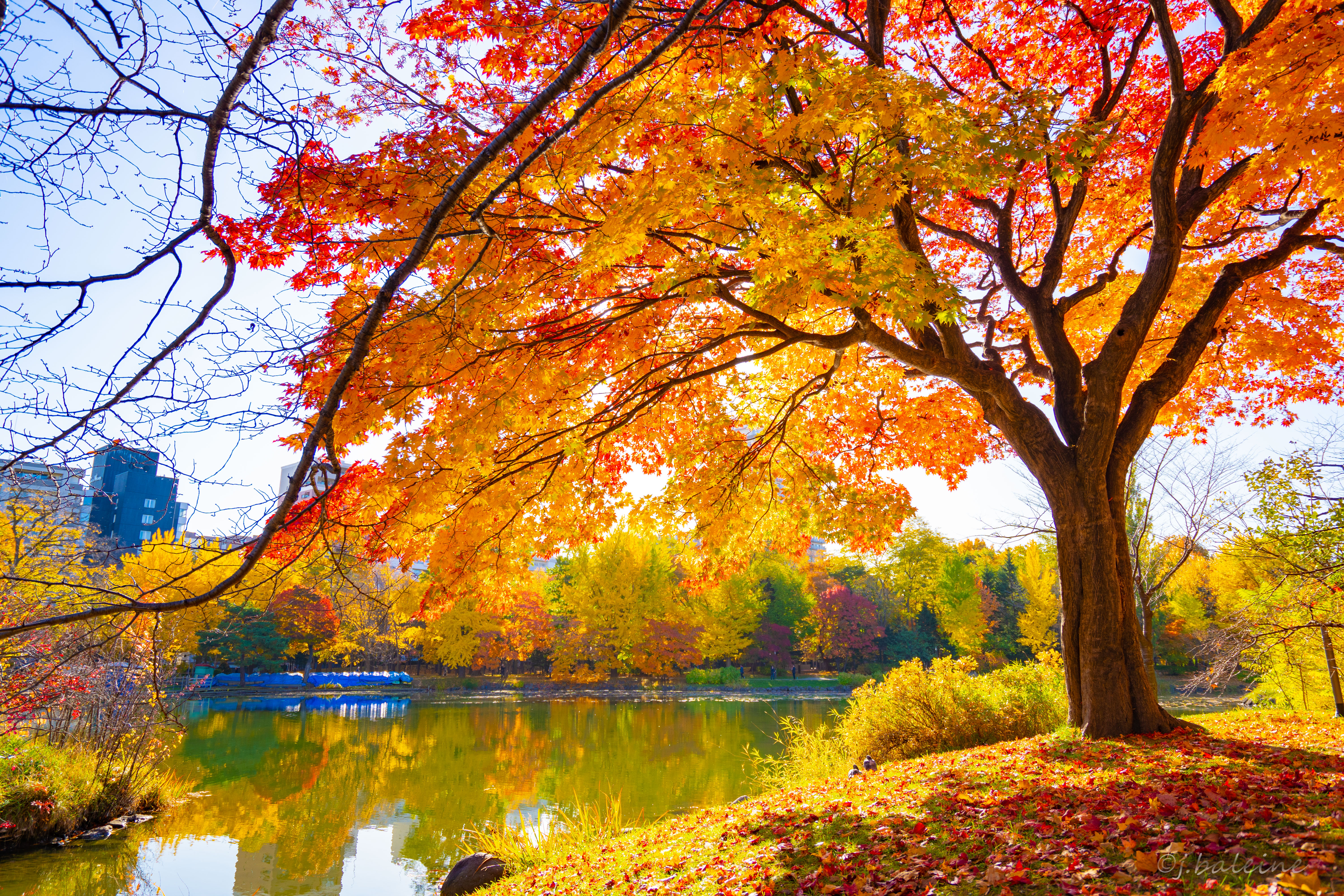 藻岩山 晩秋の散策＆中島公園錦秋の輝き / バレーヌさんの藻岩山の活動 