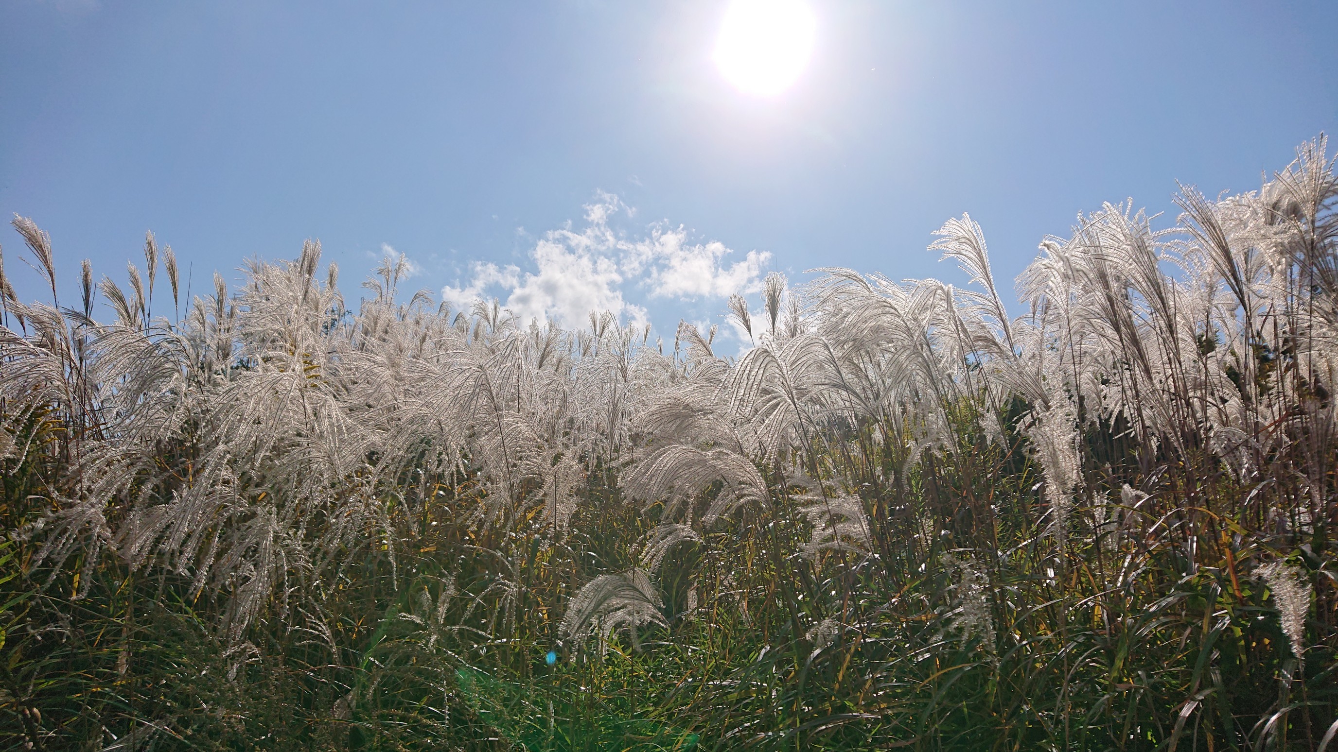 六甲最高峰へ初心者のお試し山行へ Taka Sunさんの六甲山 長峰山 摩耶山の活動日記 Yamap ヤマップ