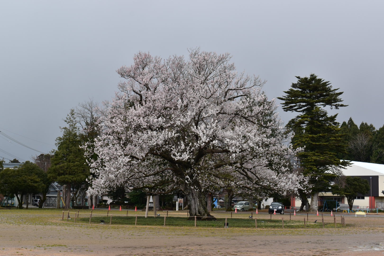 武衛山と 味真野小学校の一本桜 イッチンさんの日野山の活動データ Yamap ヤマップ