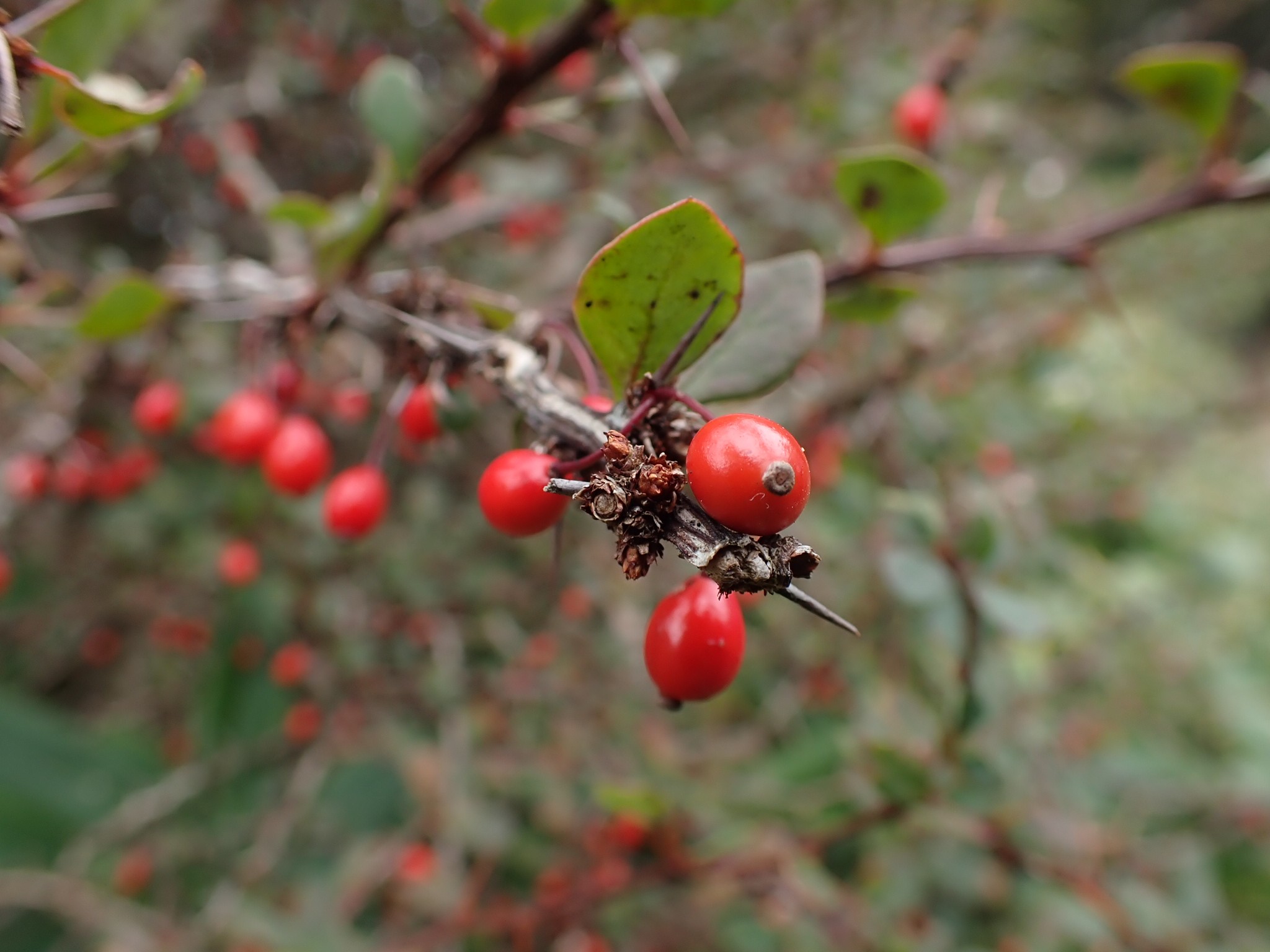 秋色さがし 赤城山 あっこさんのヤマノススメ巡礼マップ 赤城山 地蔵岳 の活動データ Yamap ヤマップ