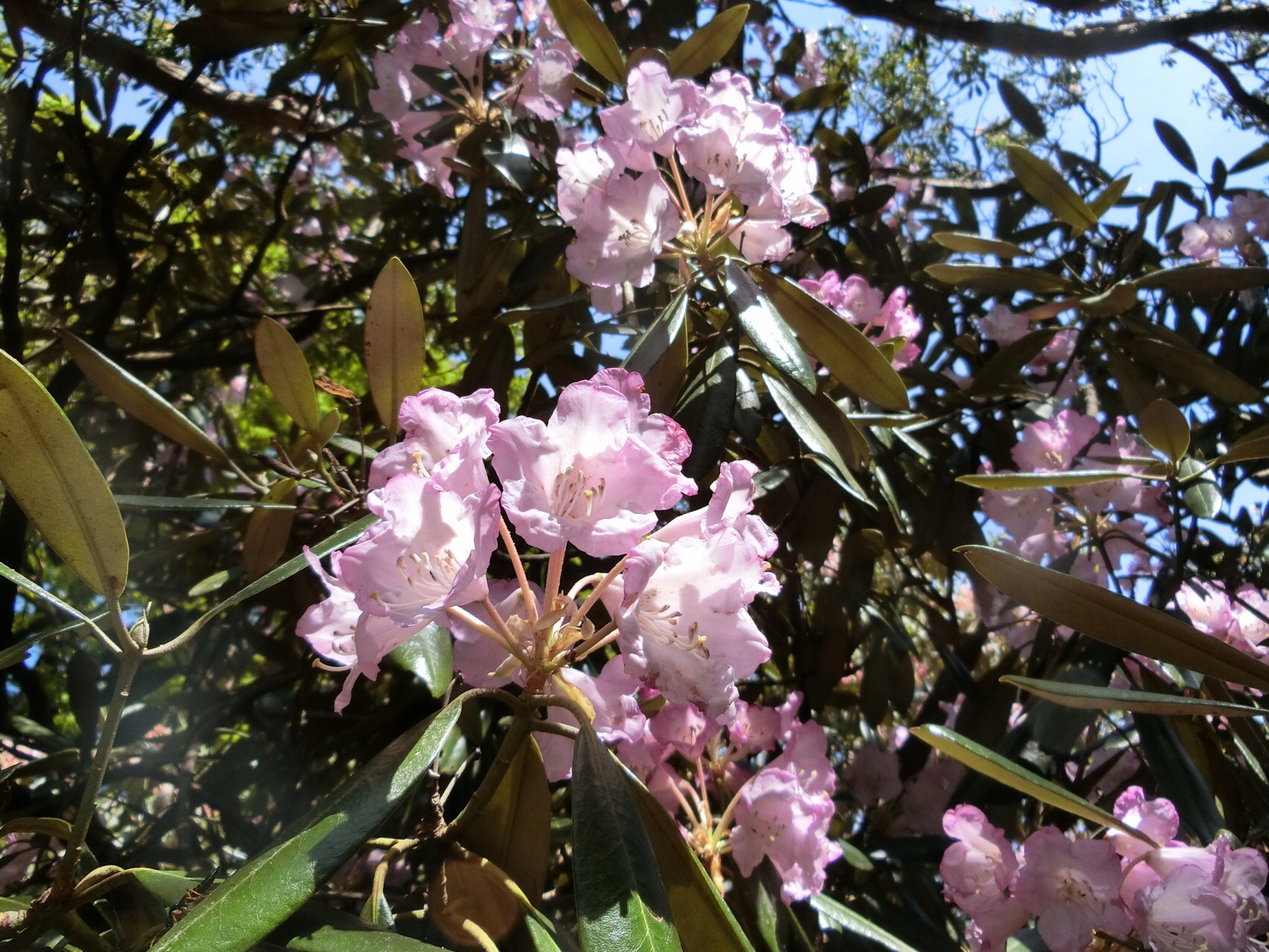 アマギシャクナゲ 長 い樹林帯の天城山縦走 Takamayuさんの天城山 鉢ノ山 三筋山の活動データ Yamap ヤマップ