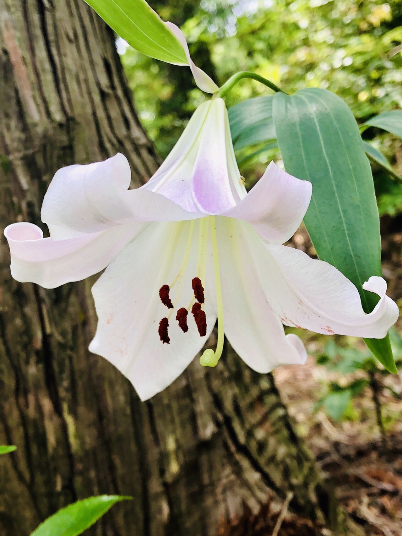 ポンポン山系花詣 6月 種の移動と多様性 やまたいらさんのポンポン山 釈迦岳 小塩山 若山の活動日記 Yamap ヤマップ
