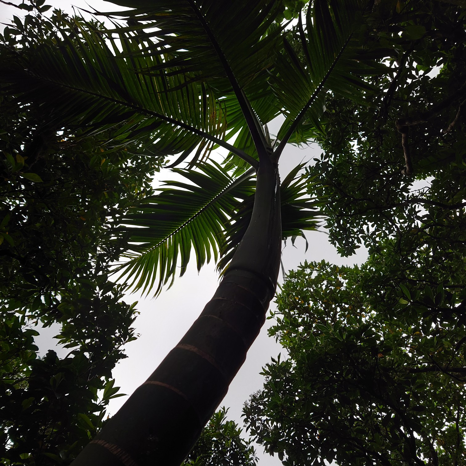 石門 堺ヶ岳 Marieさんの母島 小笠原諸島 の活動日記 Yamap ヤマップ