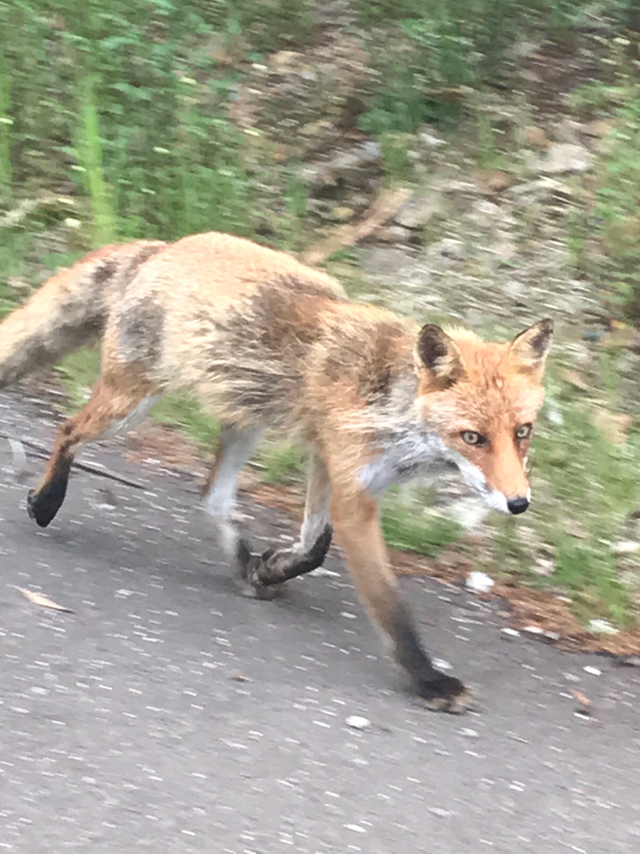 スーツで行ける 平和塔 仏舎利塔 札幌150峰番外 ふぇい24さんの藻岩山の活動データ Yamap ヤマップ