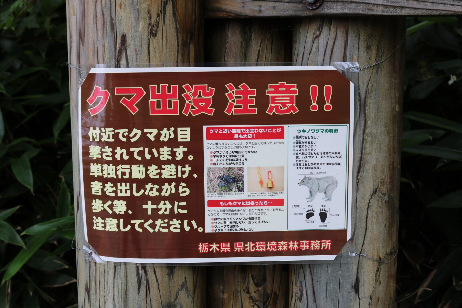 人気のコレクション 足が速い 食べ物