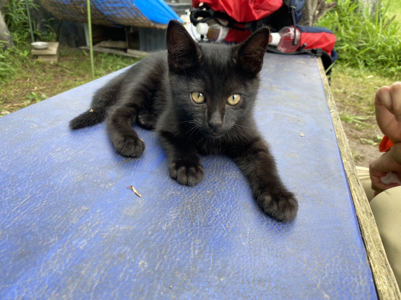ニャンダフル ワールド 大山 金石山 関の山 しんちゃん With カペリーニ君 変化系 さんの関の山の活動データ Yamap ヤマップ