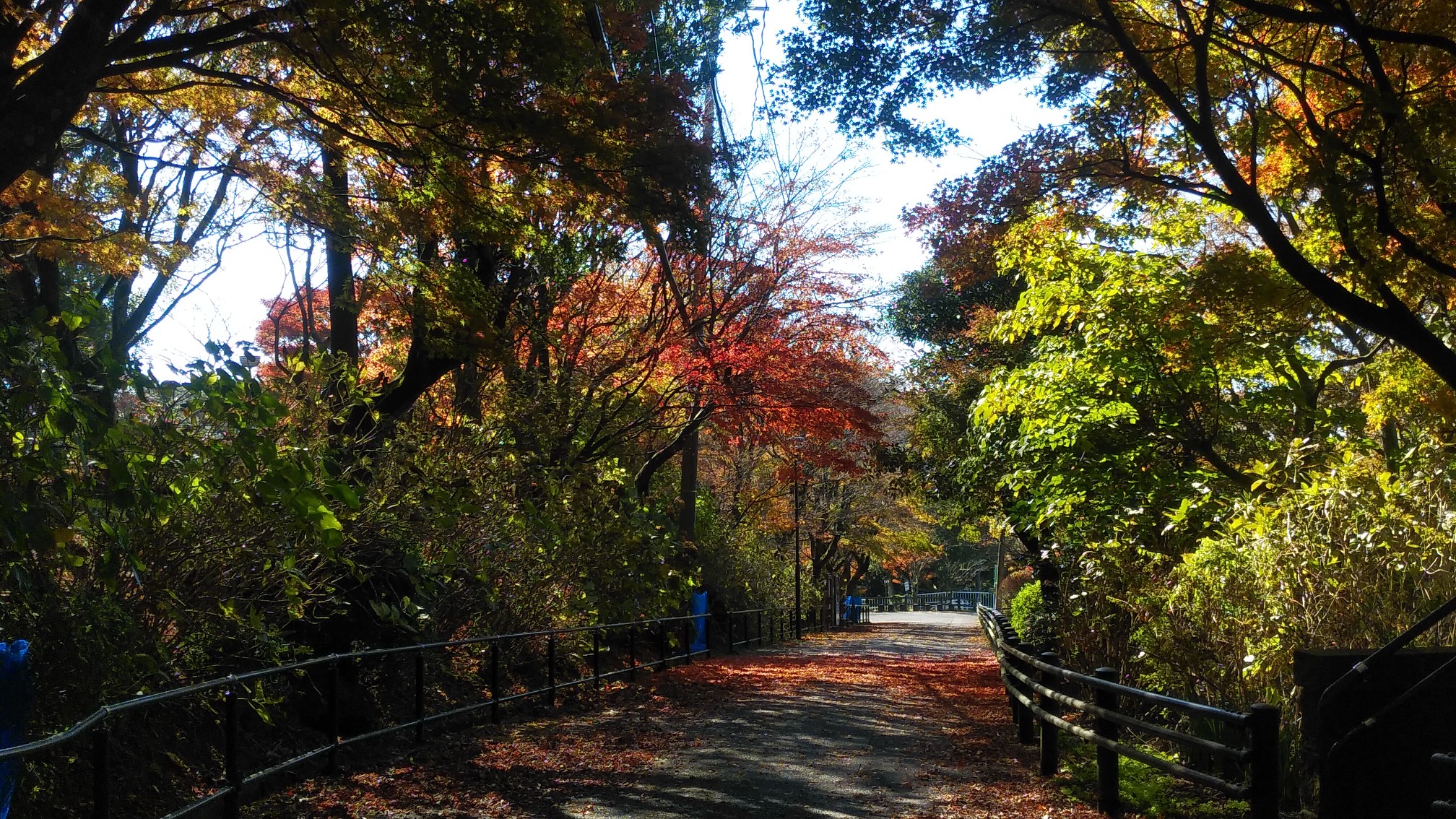 久しぶり皿倉へ 紅葉 椿 冬桜 とんぼさんの皿倉山 花尾山 帆柱山の活動データ Yamap ヤマップ