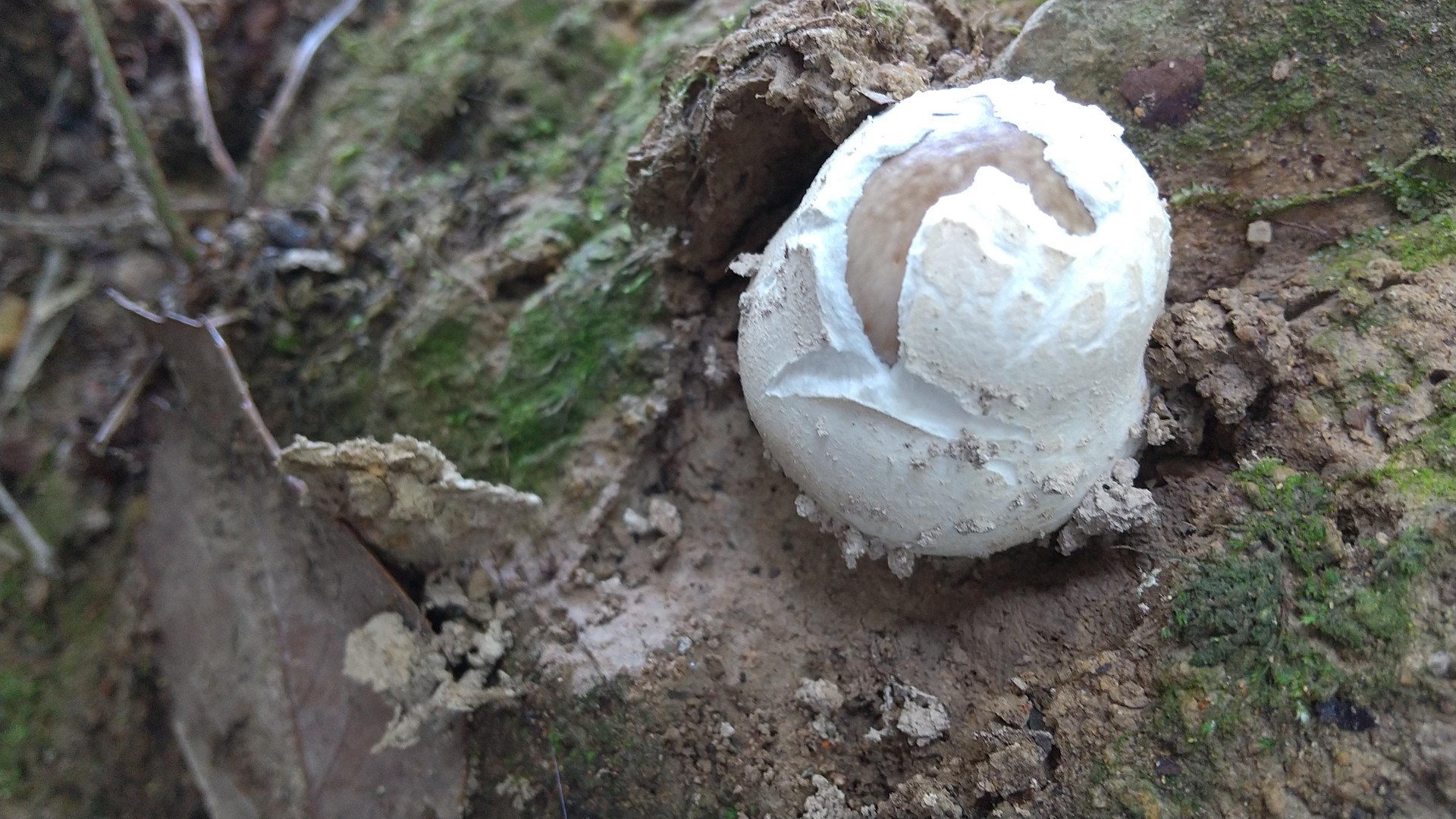 檀特山 京見山山系は古墳銀座 とキノコ通り ミノムシさんの京見山 檀特山 朝日山の活動日記 Yamap ヤマップ