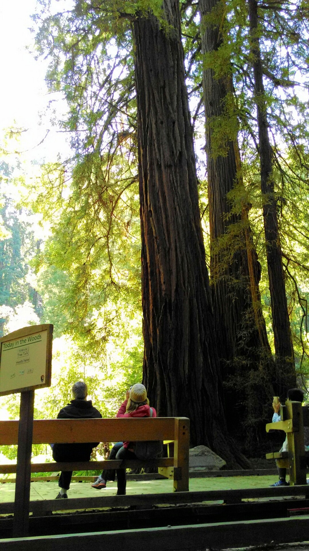 ﾐｭｰｱｳｯｽﾞ国立公園 米国ｻﾝﾌﾗﾝｼｽｺ かつおさんのピナクルズ国立公園の活動データ Yamap ヤマップ