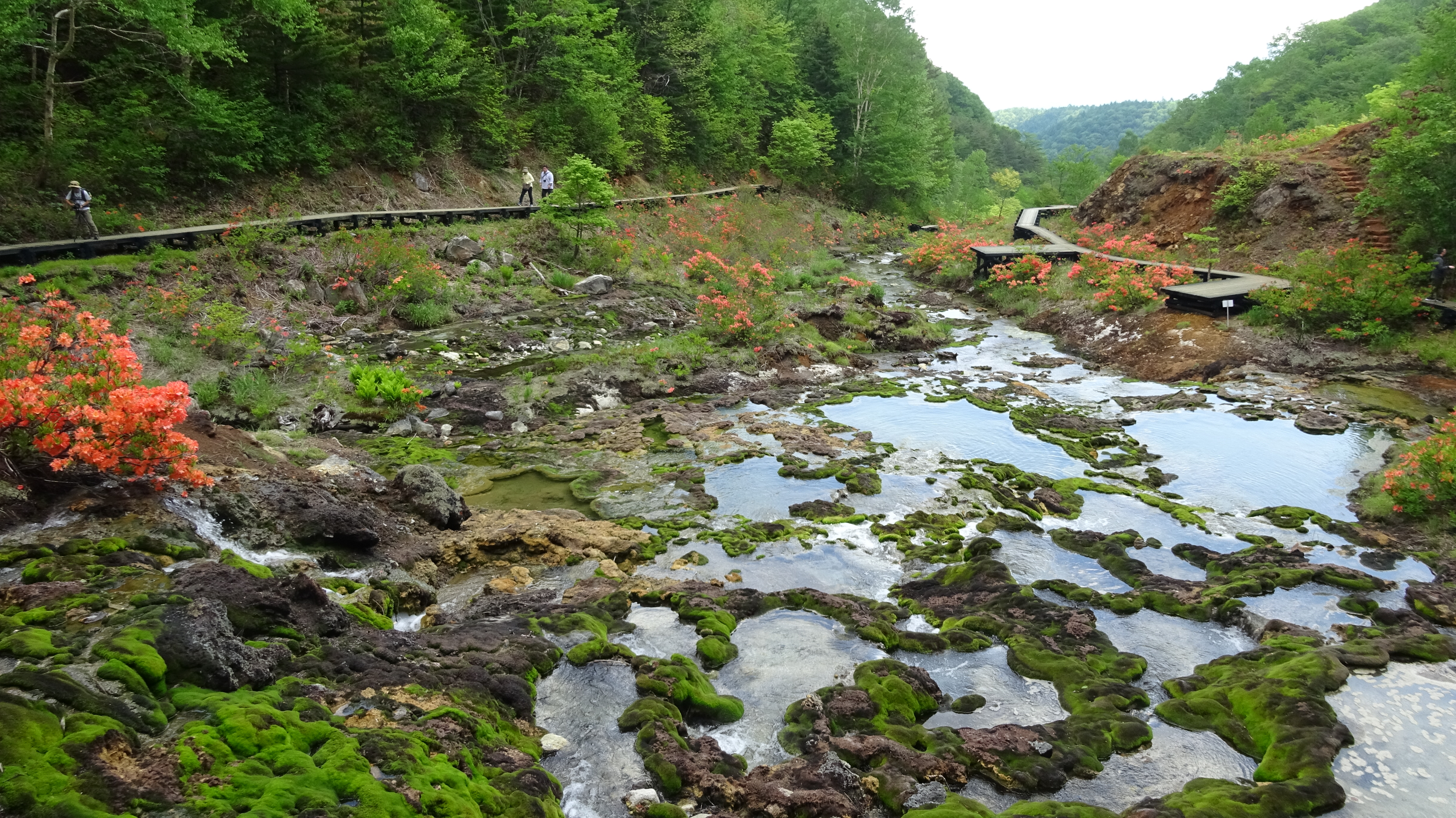 チャツボミゴケ公園 大平湿原 こじこじさんの草津白根山 湯釜の活動データ Yamap ヤマップ