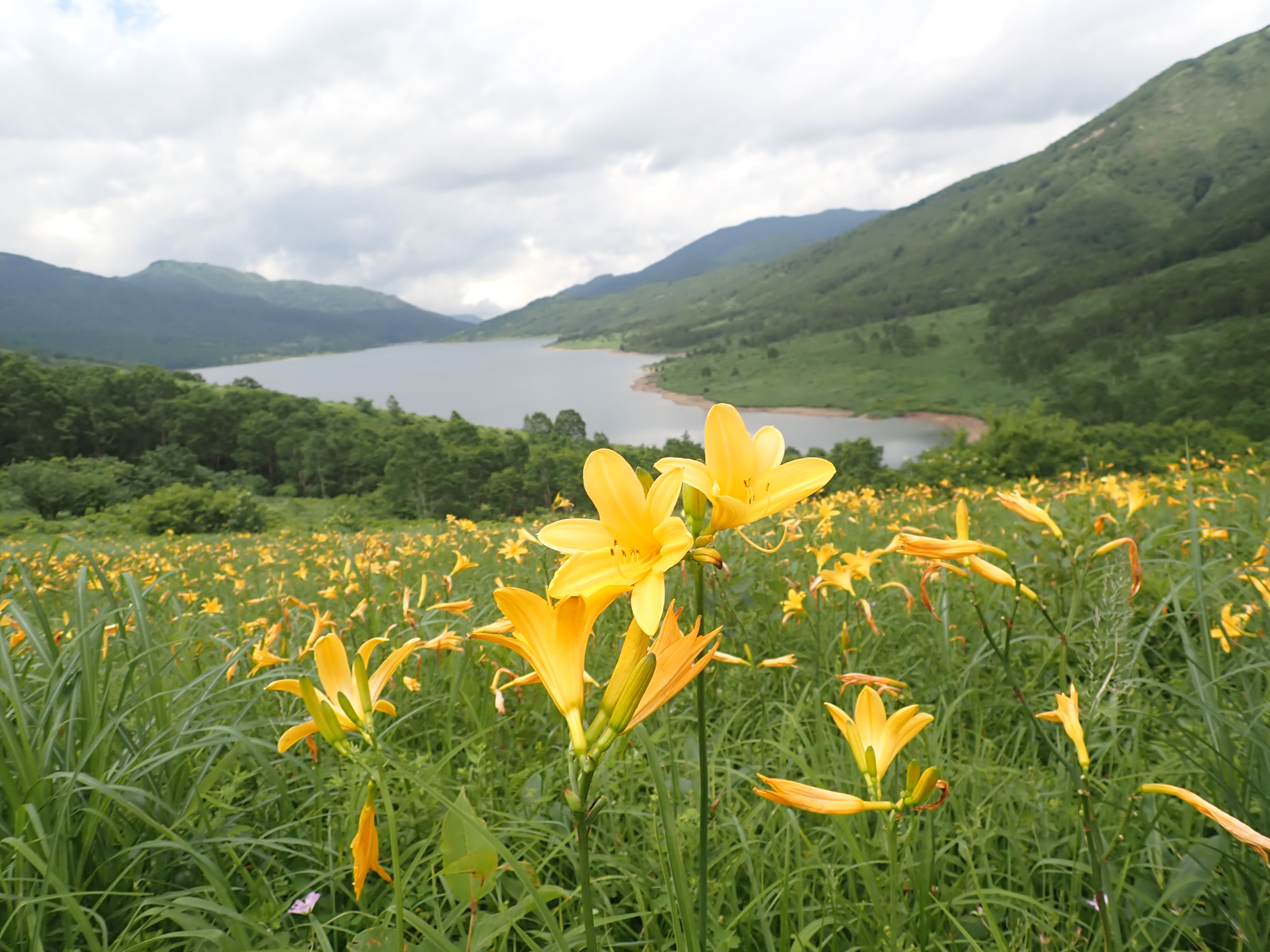 キスゲ咲く野反湖をワンコと優雅に散策 ゆうやけさんの白砂山 堂岩山 八間山の活動データ Yamap ヤマップ