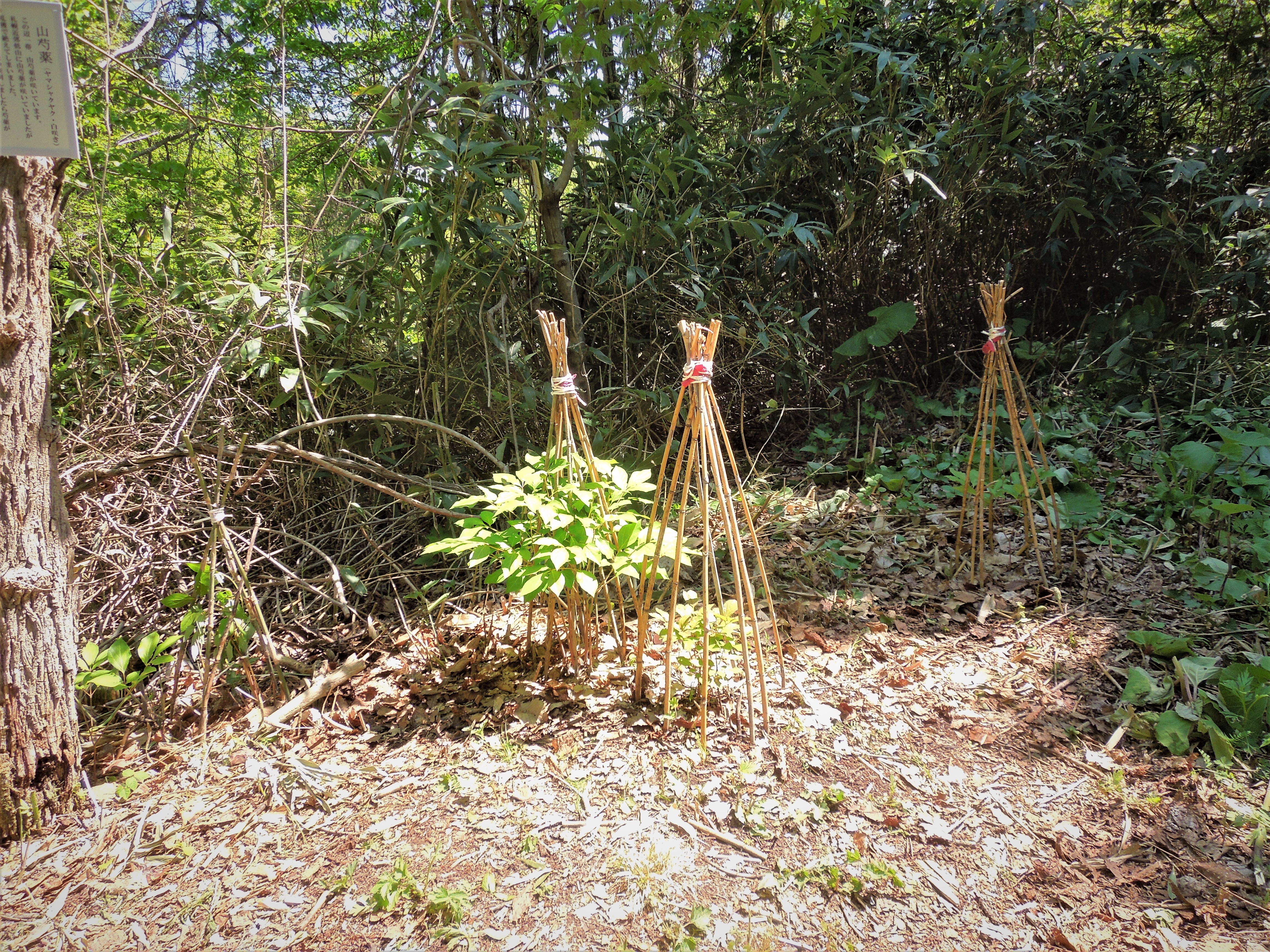 西岡 焼山 山芍薬咲いているかと行って見たが蕾だった によさんの札幌市の活動データ Yamap ヤマップ