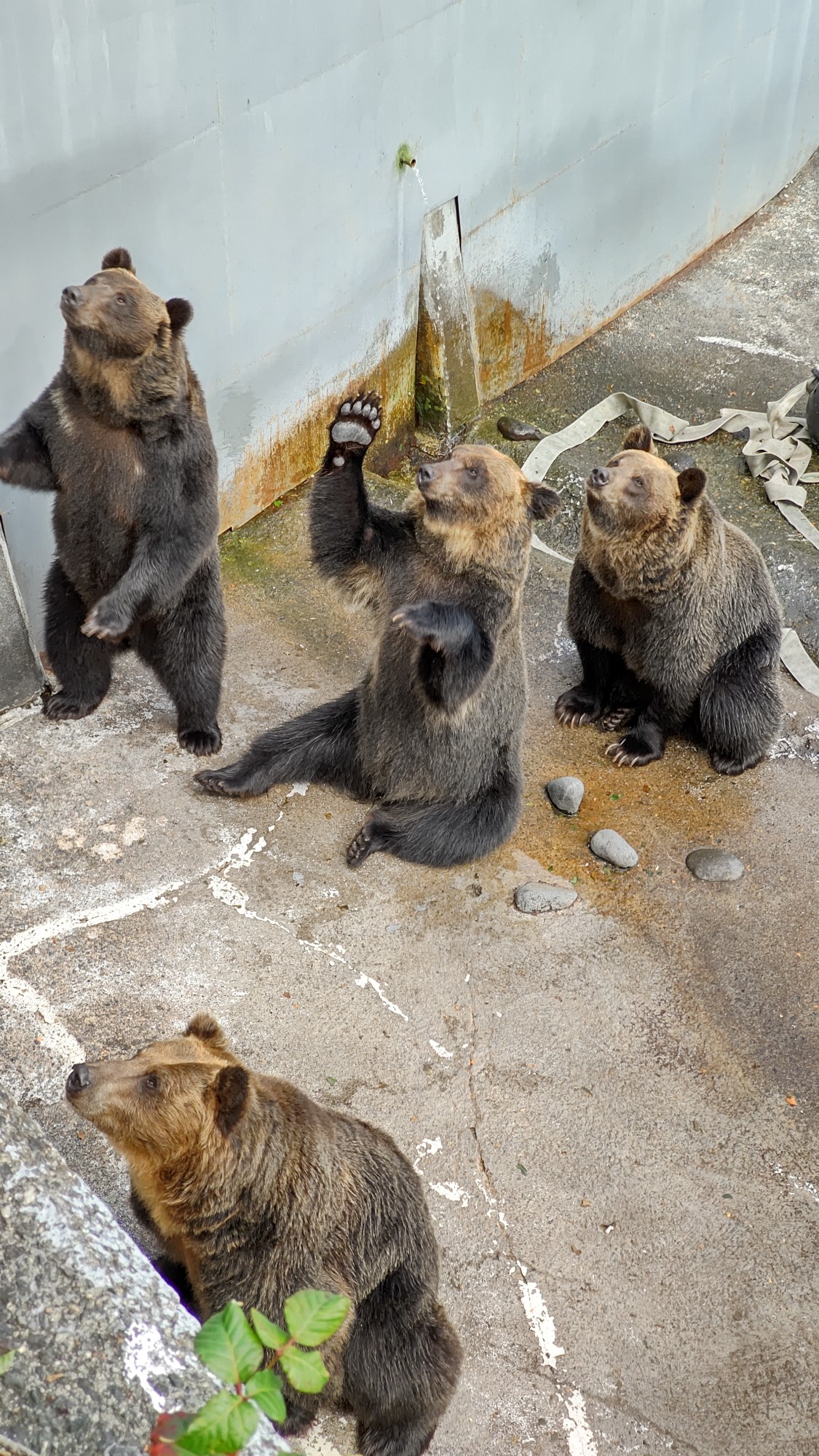 登別のクマ牧場 Keiさんの登別市の活動日記 Yamap ヤマップ