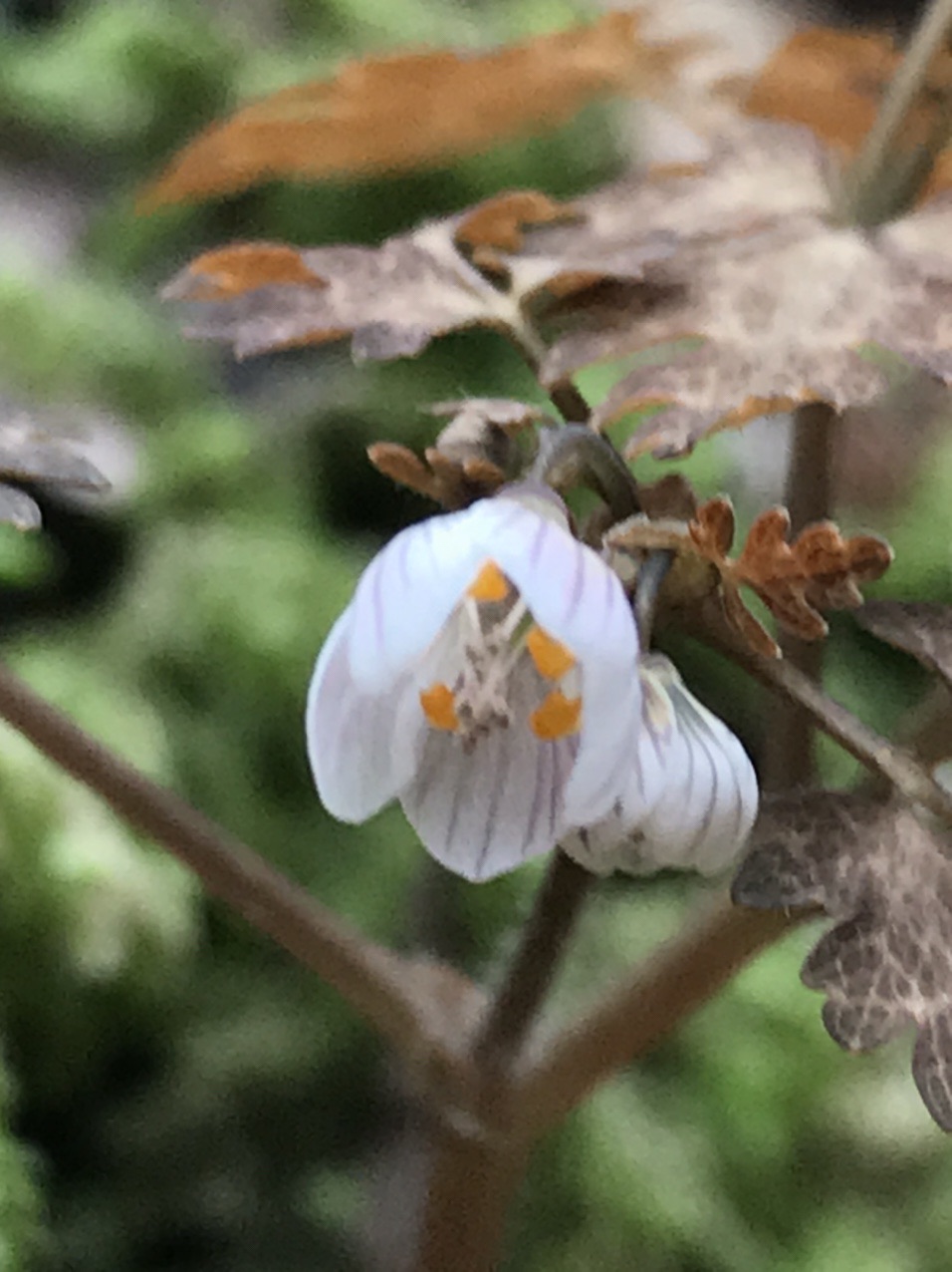 可愛い サバノオ シロバナネコノメソウ はっぴいえんどさんのモーメント Yamap ヤマップ