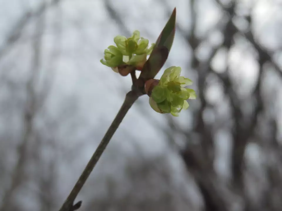 弥彦山 裏参道ルート 春から冬に逆戻り manoさんの弥彦山 多宝山 雨乞山の活動日記 yamap ヤマップ