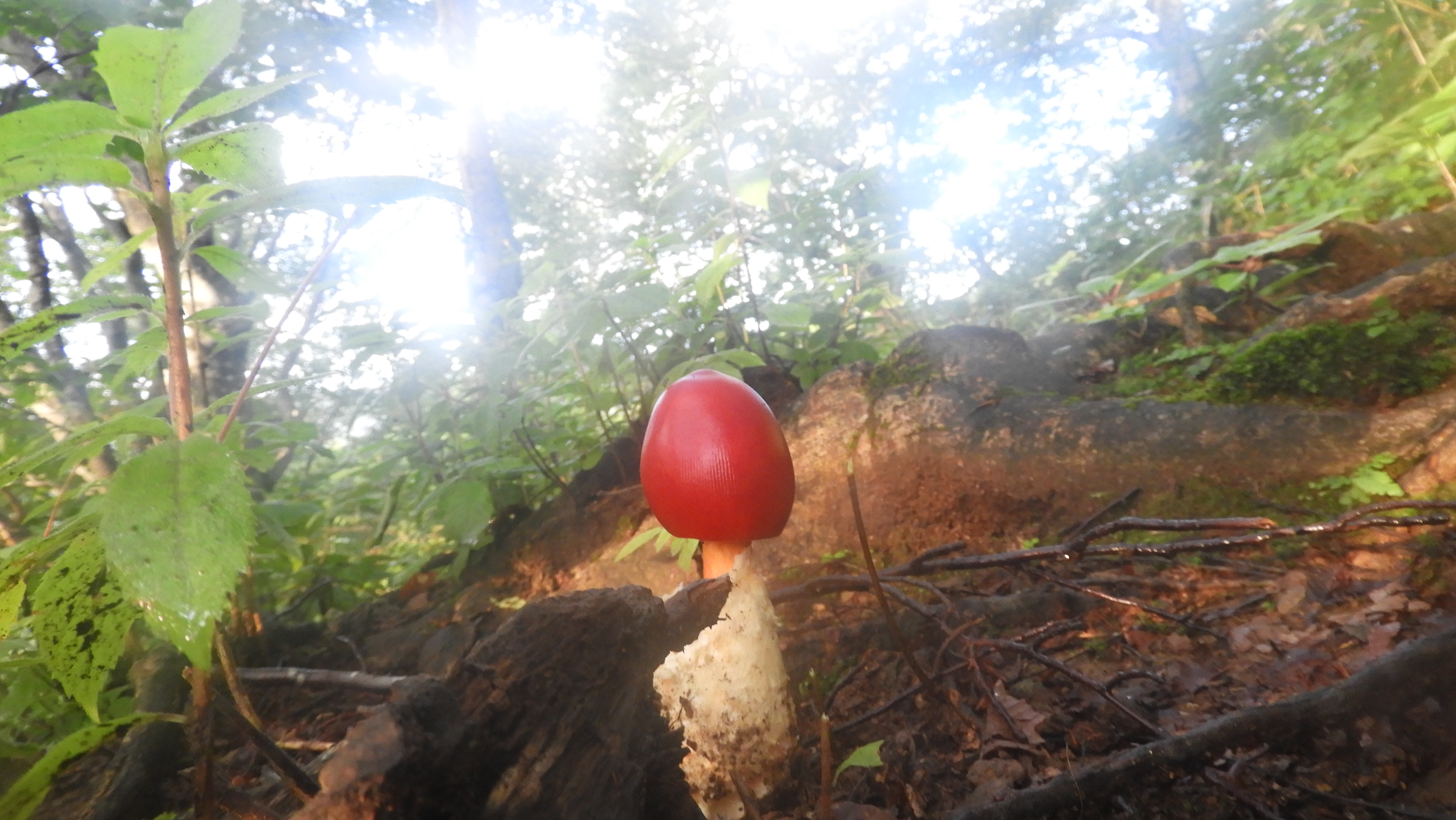 船形山（御所山）・泉ヶ岳・蛇ヶ岳 登山コースのど真ん中に可愛いタマゴダケが

台風一過らしい歓迎に(^^♪