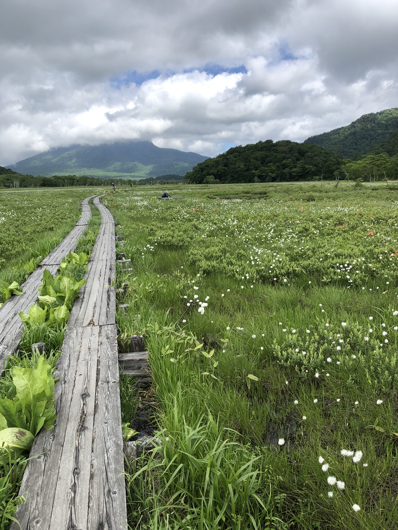 ワタスゲのアヤメ平 尾瀬ヶ原 Inaさんの尾瀬 燧ヶ岳の活動データ Yamap ヤマップ