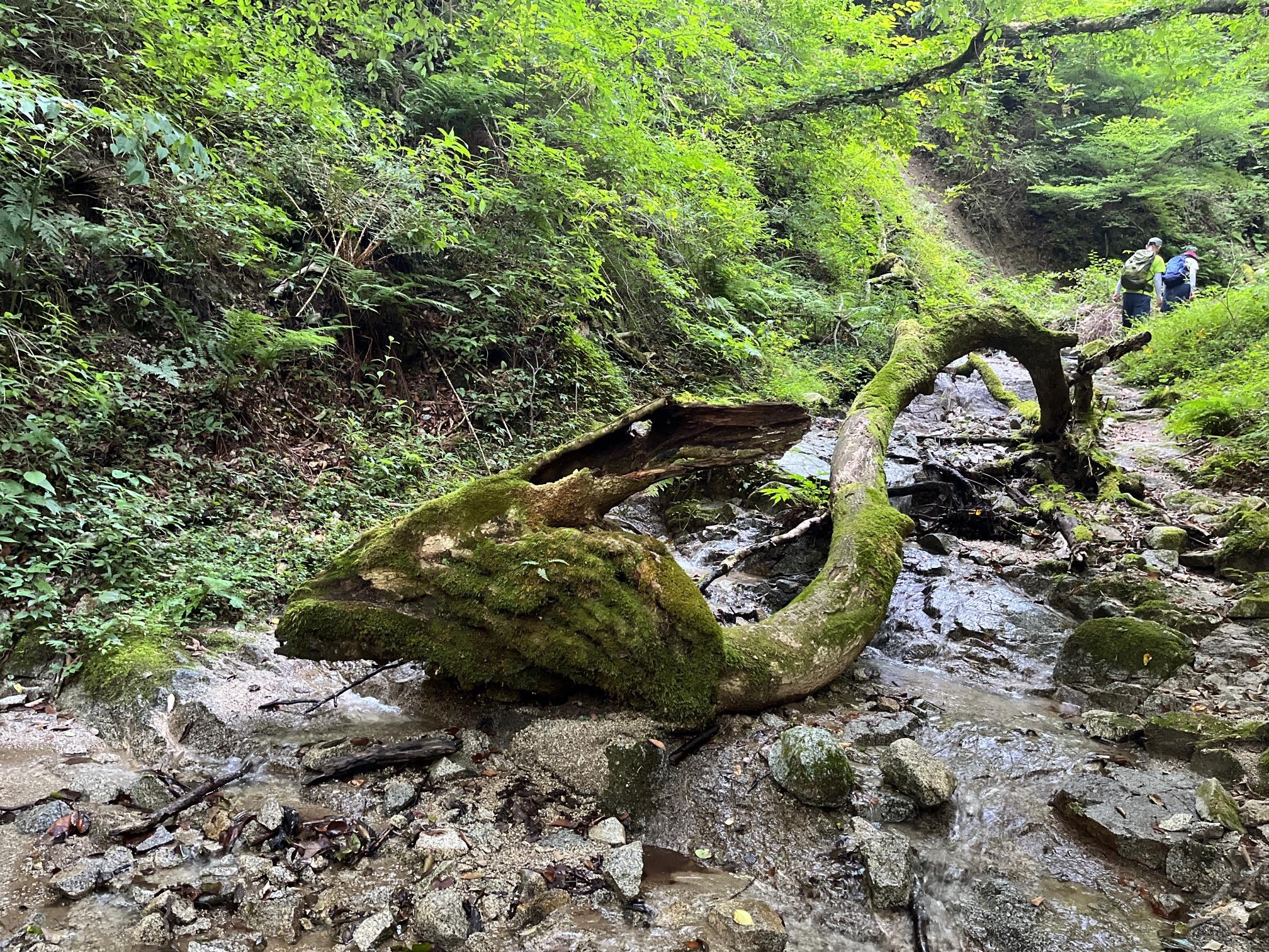 超貴重⭐︎葉月シモン 時越峠 comic_cover.30a93c4b-6d8c-457e