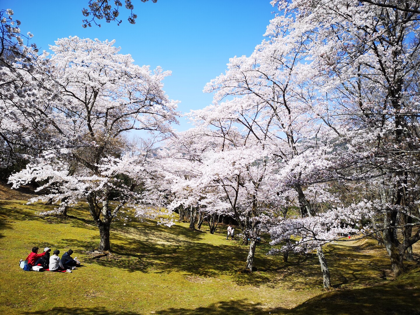 可部運動公園 ピクニック広場 19 04 04 ゆみのすけさんの広島市の活動データ Yamap ヤマップ