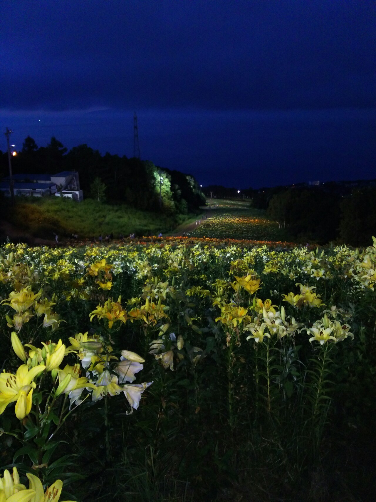 本日の夜活 オーンズ春香山ゆり園 やぎっち さんの春香山 銭函峠 銭函天狗山の活動データ Yamap ヤマップ
