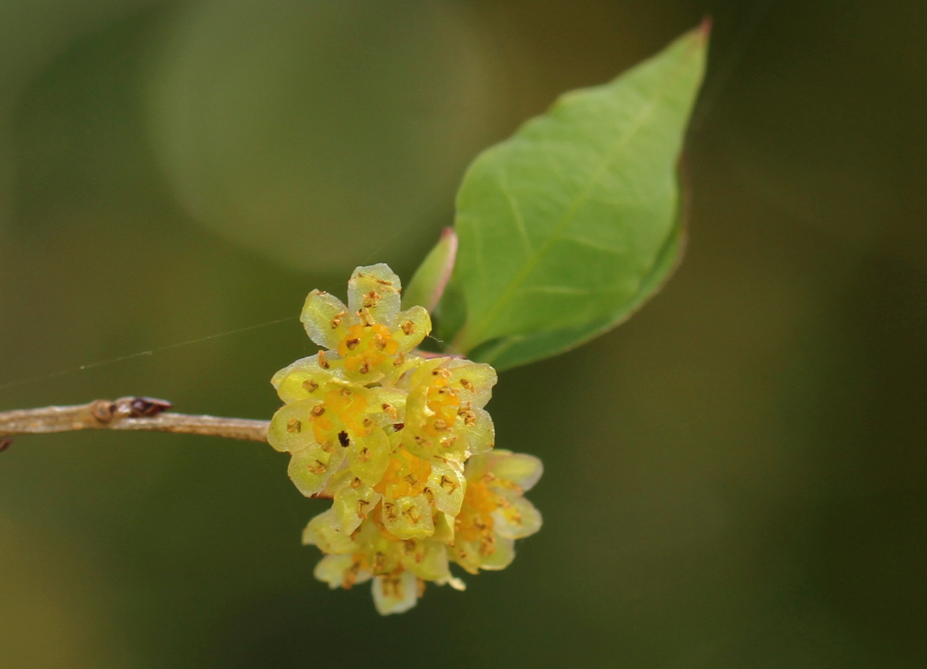 沈黙の高尾山 ユユ さんの高尾山 陣馬山 景信山の活動日記 Yamap ヤマップ
