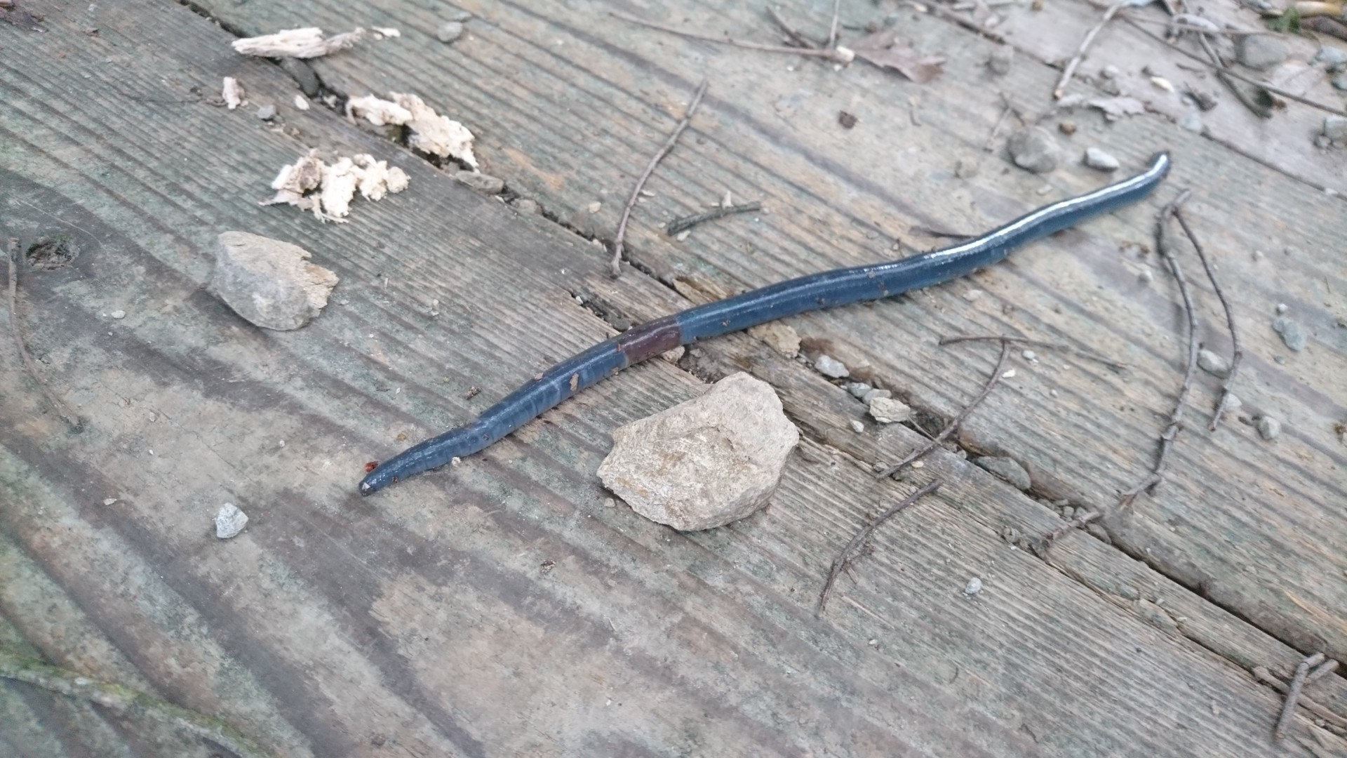 高良山 19 08 10 ヒロさんの高良山 発心山 鷹取山の活動日記 Yamap ヤマップ