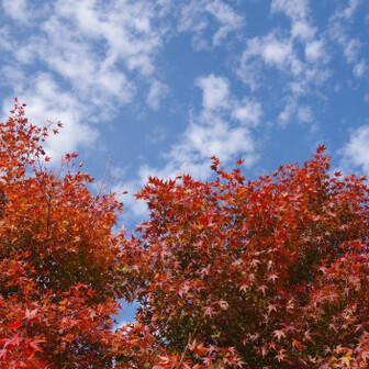 若草山・芳山・高円山 150円払ってゲザン
