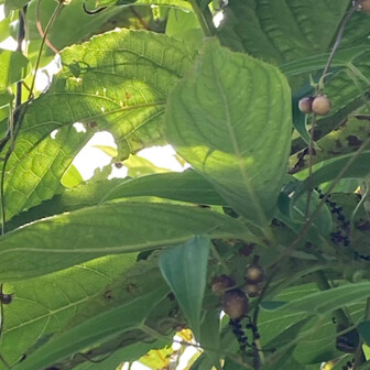  ムカゴも大きくなってきた！