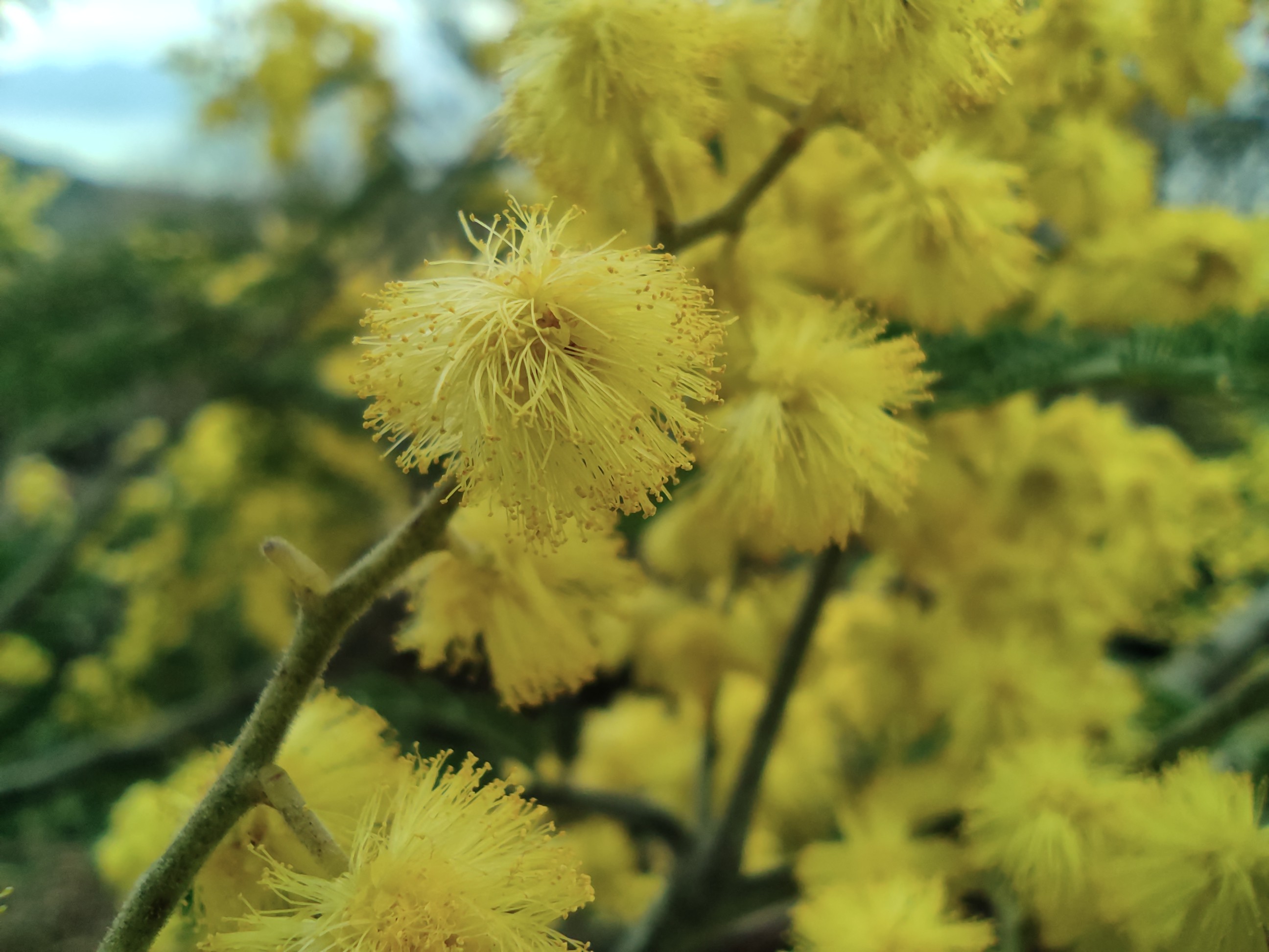 ミモザの花咲く安芸小富士 21 てるさんの安芸小富士 似島の活動データ Yamap ヤマップ