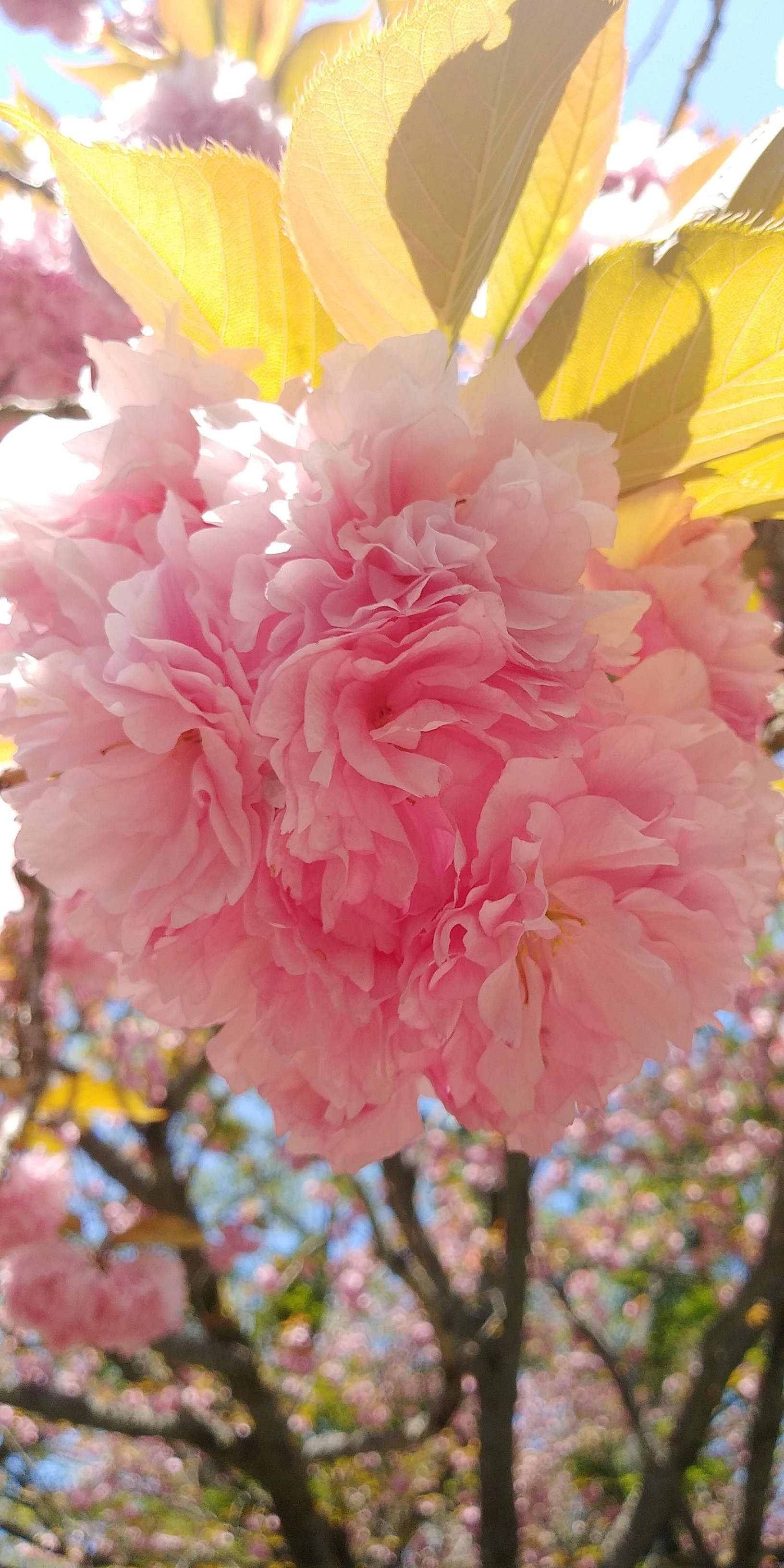 大麻山 牡丹桜 からちゃんさんの大麻山 象頭山 琴平山の活動データ Yamap ヤマップ