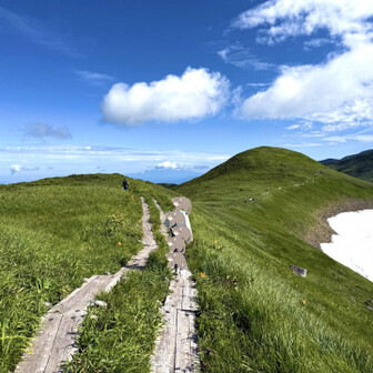 クオッカワラビー