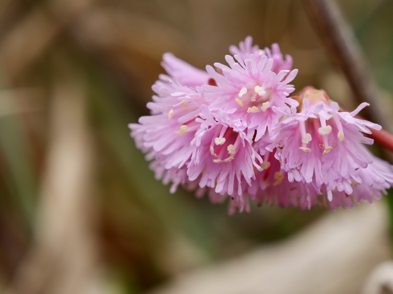 花言葉は忠実 こーじさんの岡山県立森林公園の活動データ Yamap ヤマップ