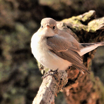 あべみのページ YAMAP / ヤマップ
