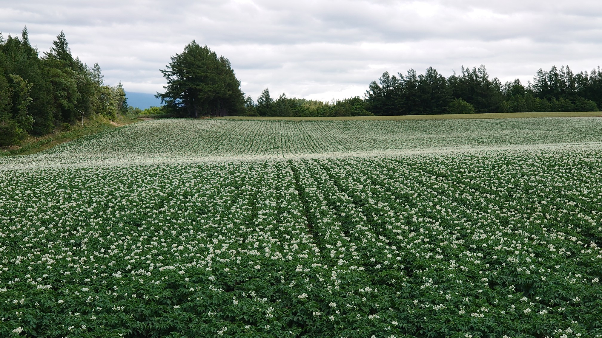 斜里岳 アウトドア宿マンディルさん Grabheliさんの斜里岳の活動日記 Yamap ヤマップ